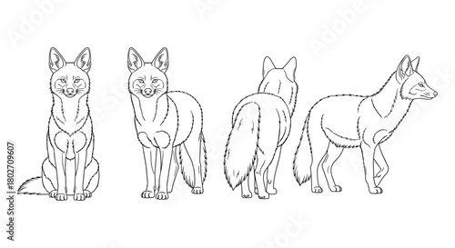 Fox animal line art set featuring front, side, and back views in detailed outline style