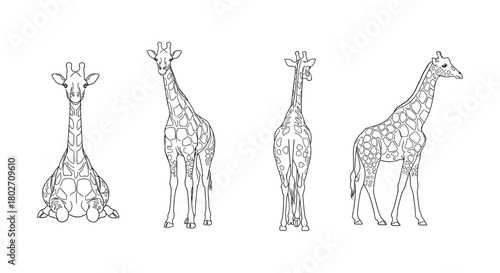 Outline giraffe set: front, side, and rear views for design projects