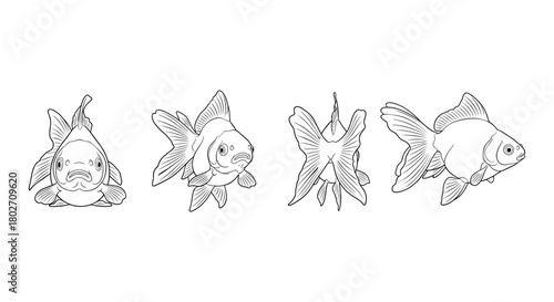 Linear goldfish sketches showcasing four distinct angles on white background