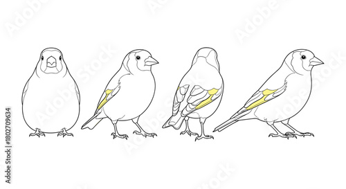 Linear bird silhouettes: four finches in profile with yellow accents