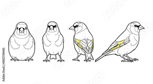 Detailed bird line art featuring goldfinch with color highlight