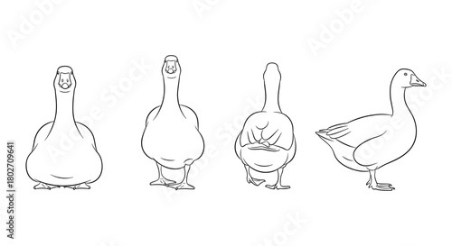 Geese in multiple angles silhouette