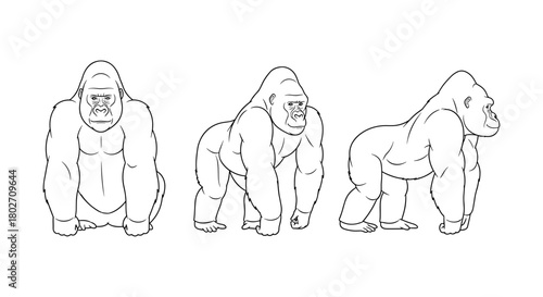 Gorilla poses sketch: front, side, and back views in line art