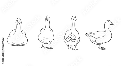 Goose line art: front, side, back views in minimalist style
