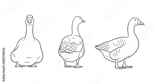 Goose trio outline: front, back, side