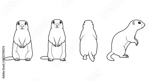 Linear style prairie dog in multiple poses: front, side, back views