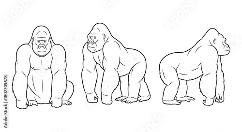 Linear gorilla sketch: three-view animal anatomy study