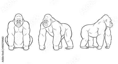 Gorilla anatomy line art in three poses for educational displays