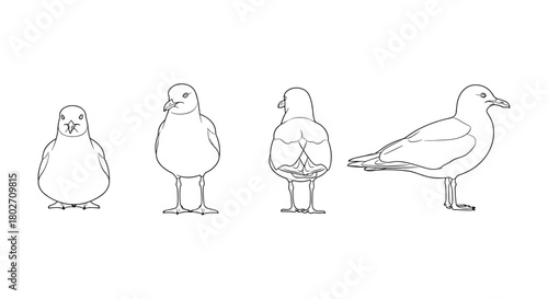 Seagull silhouettes in minimalist linear outline from multiple angles