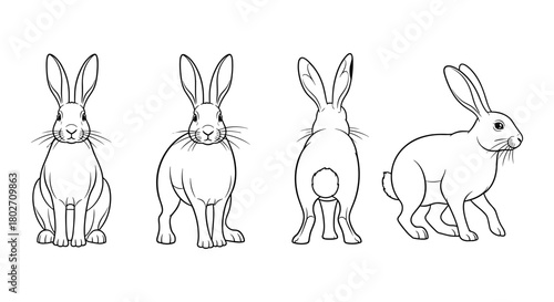 Rabbit in multiple angles: front, side, and back views of a domestic bunny