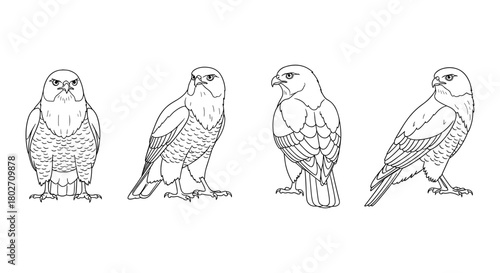 Bird of prey outlines: detailed falcon side and front views for coloring
