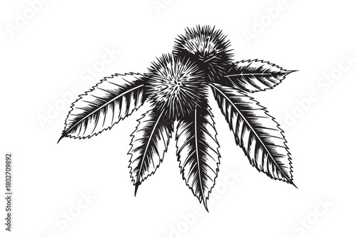 Detailed black and white illustration of a spiky seed pod with serrated leaves