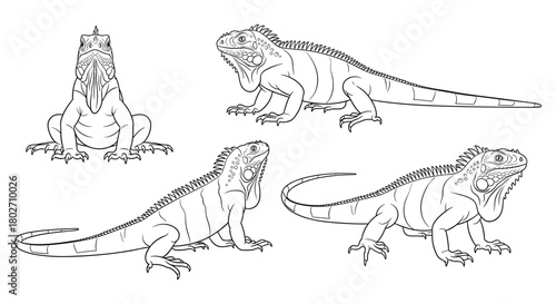 Detailed iguana sketch set: multiple poses of reptiles in black and white line art style