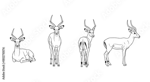 Elegant antelope sketch collection: multiple poses and views