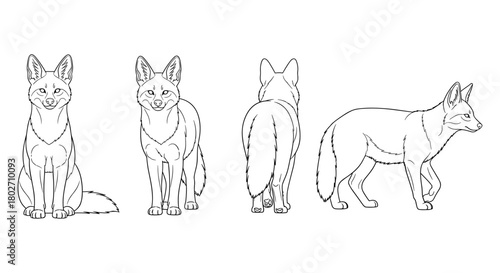 Fox line art set featuring front, side, and rear views for creative design projects