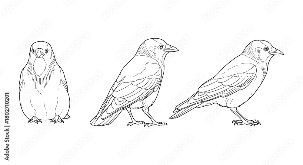 Obraz premium Set of bird line art illustrations featuring detailed side and frontal views