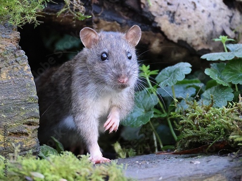 Rat in the wild