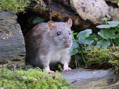 A rat in the wild