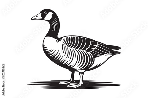 Detailed black and white illustration of a canada goose standing