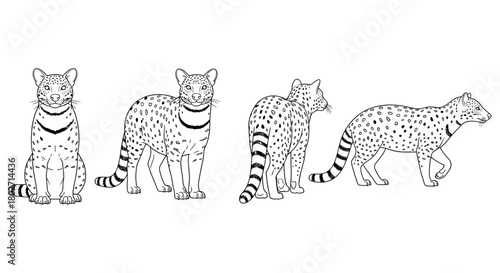 Ocelot in detailed outline style: multiple angles and perspectives
