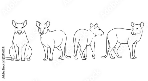 Outline of a rat in various poses: front, side, and back views