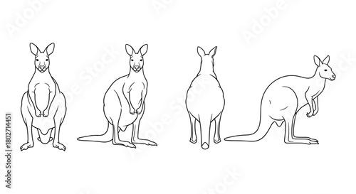 Kangaroo line art set with four angles and transparent background