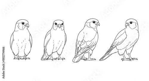 Falcon outline art: multiple views of majestic birds in line drawing