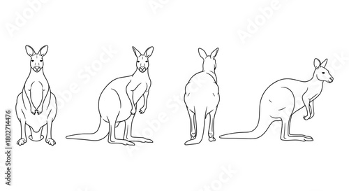 Kangaroo outline in various poses and angles - minimalist line art