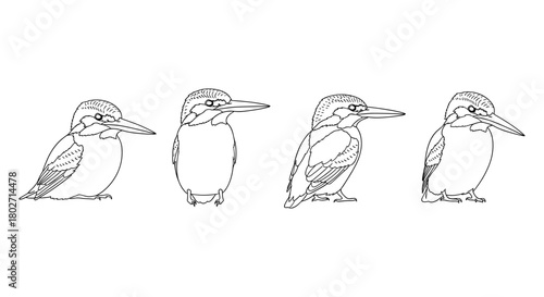 Set of linear kingfisher bird drawings in different poses on white background