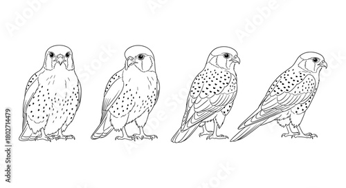 Outline kestrels: detailed bird line art collection for nature lovers and ornithology enthusiasts