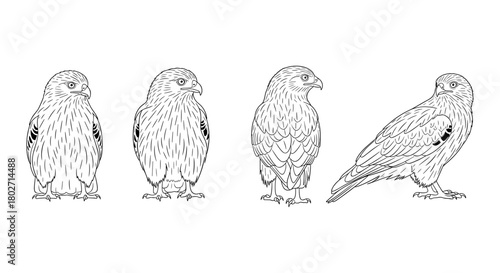 Detailed linear outline of hawks in various poses with white background