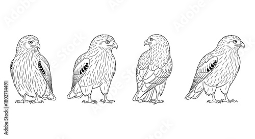 Detailed hawk designs: ornate bird line art series for nature creations