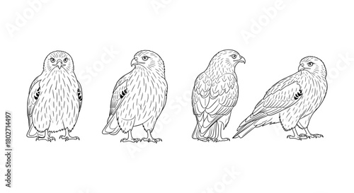 Eagle line art: detailed bird illustrations from multiple angles