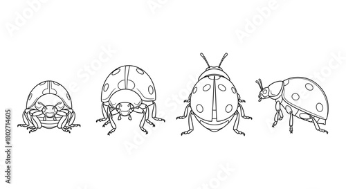 Ladybug line art collection: four detailed views of a ladybug