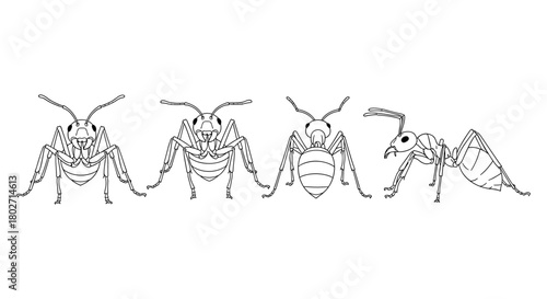 Detailed line art of ants in multiple views for educational and scientific use