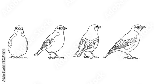 Linear bird drawing evolution: from simple shapes to detailed outlines