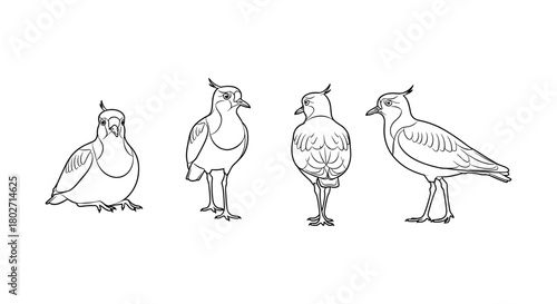 Linear bird drawings: minimalist lapwings in various poses