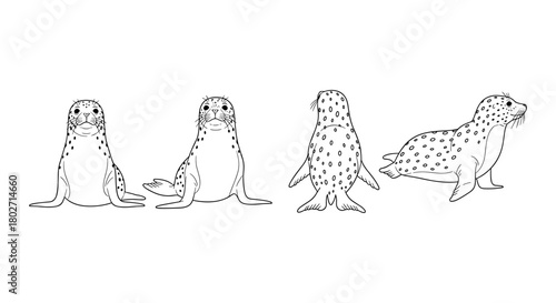 Detailed seal outlines in various poses and angles