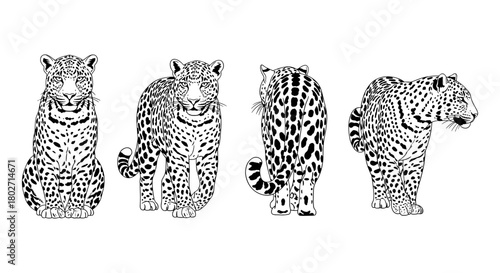 Detailed leopard silhouette from multiple angles in black and white