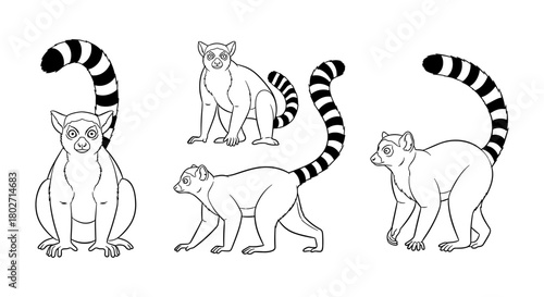 Black and white lemur line art sketches in various poses
