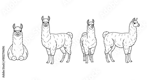 Llama outline collection: front, side, and rear views for creative projects