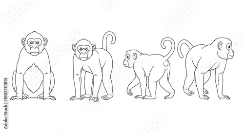 Monkey line art: four perspectives in detailed outline
