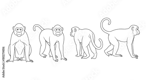 Monkey outline set: four animal poses in simple line art
