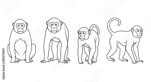 Linear primate outline art featuring monkey poses in sequence