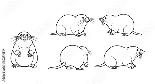 Black and white mole sketches in multiple poses and full body views