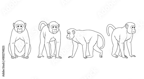 Monkeys in various poses outlined in artistic sketch