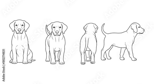 Outline drawing of cute puppies in four poses