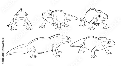 Detailed line art of iguanas highlighting various poses and expressions for reptile designs