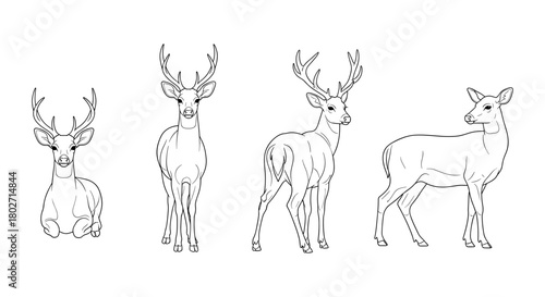 Elegant deer line art collection featuring various poses and antler styles