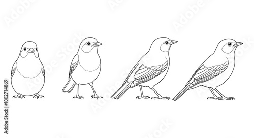 Evolution of bird silhouettes in line art from simple to detailed designs